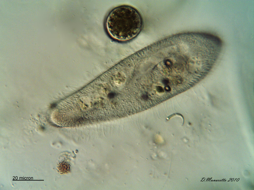 Paramecium...